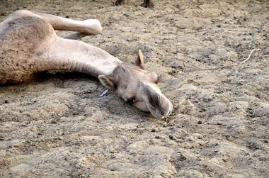 04 Camel_Farm,_Bikaner_DSC2749_b_H600